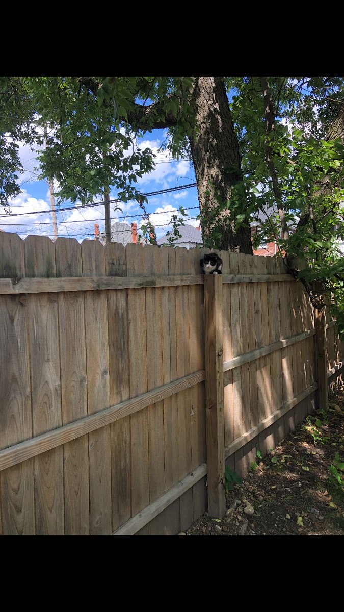 catsofuc's tweet image. this bad boy is all the way from columbus but it’s too good not to share