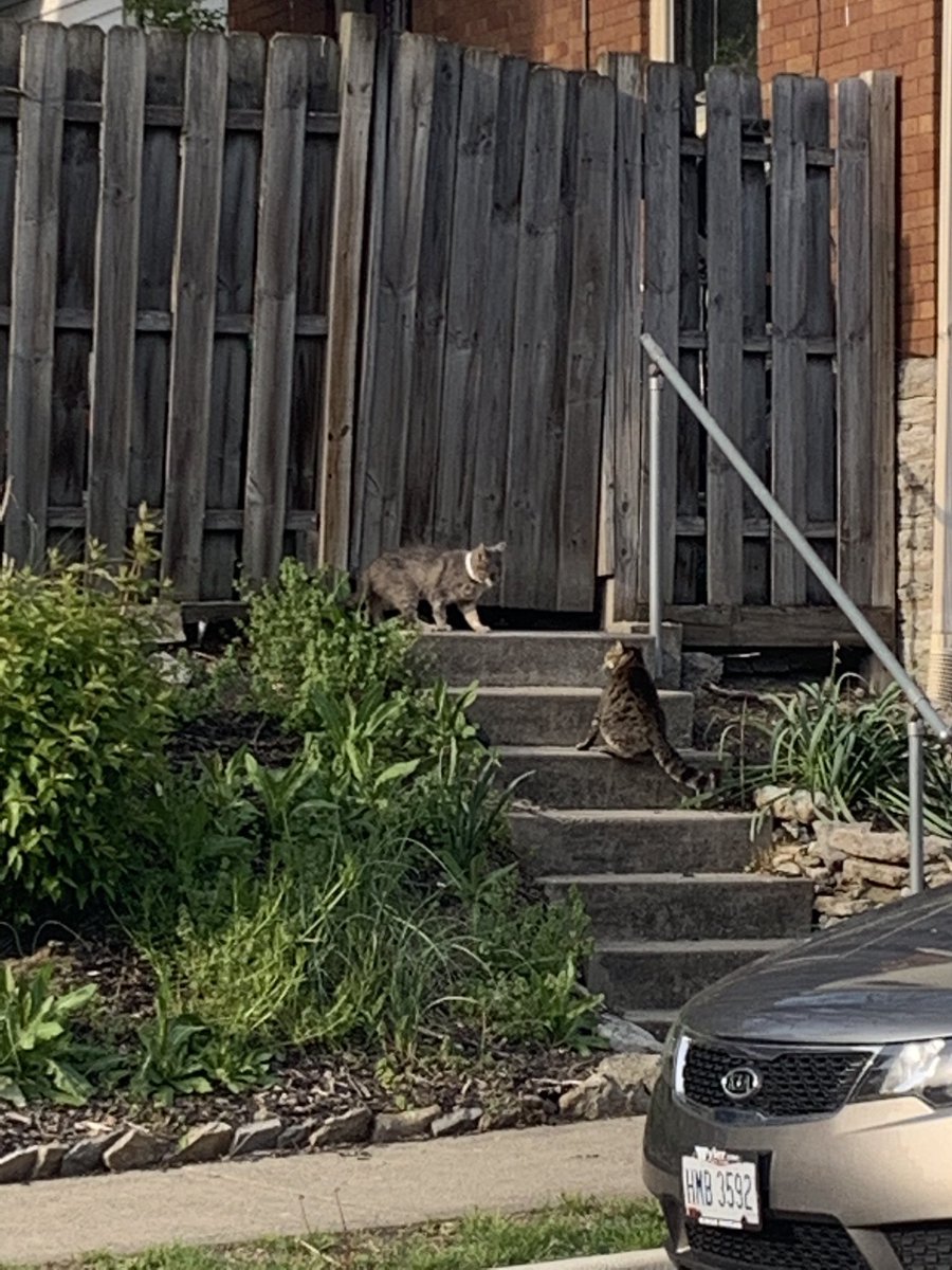 catsofuc's tweet image. two cats fighting on bosley!

submitted by: @leninbabe