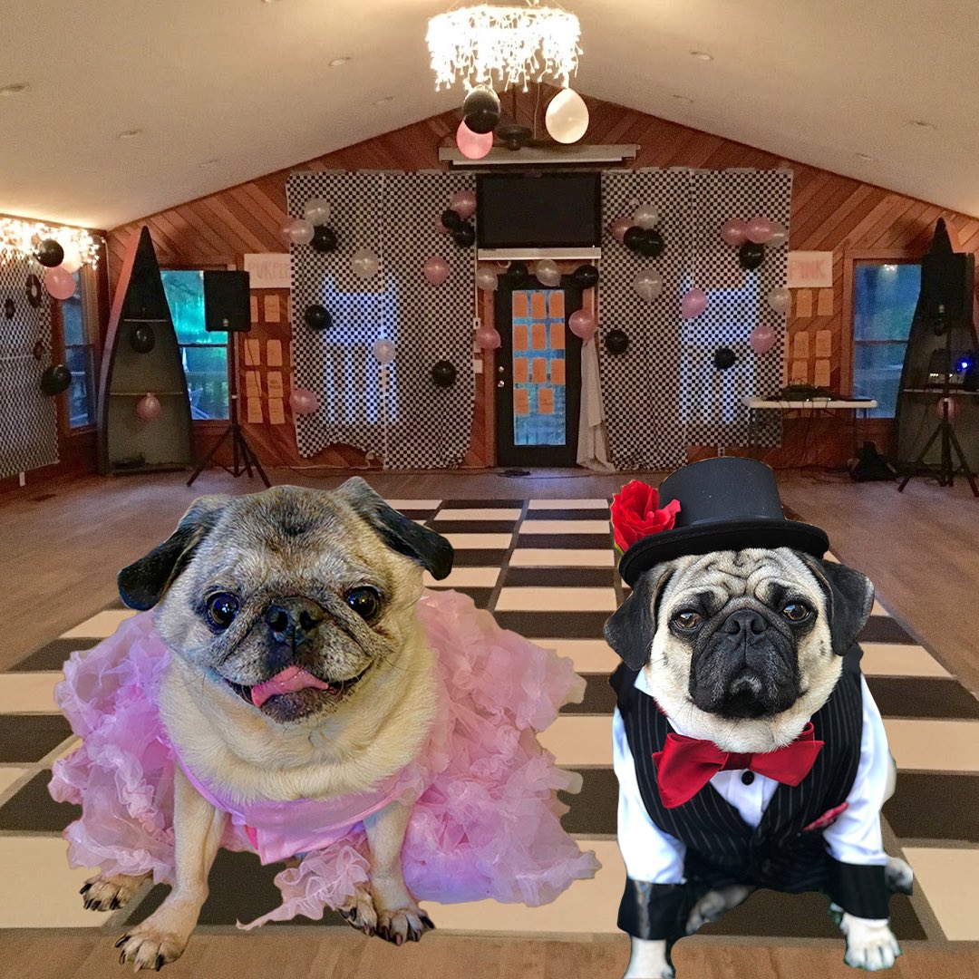 queenluluthepug's tweet photo. Thank you Moose @LoulouHoltz for such a magical evening last night! He was the perfect gentleman and the most fun date ever!!! Here are some pics of the night. We even did a song! Stay tuned... #prom #prom2020 #puppyprom #dog #dogs #dogsoftwitter #lulunatics #Hangover https://t.co/BrtKUiyDuq
