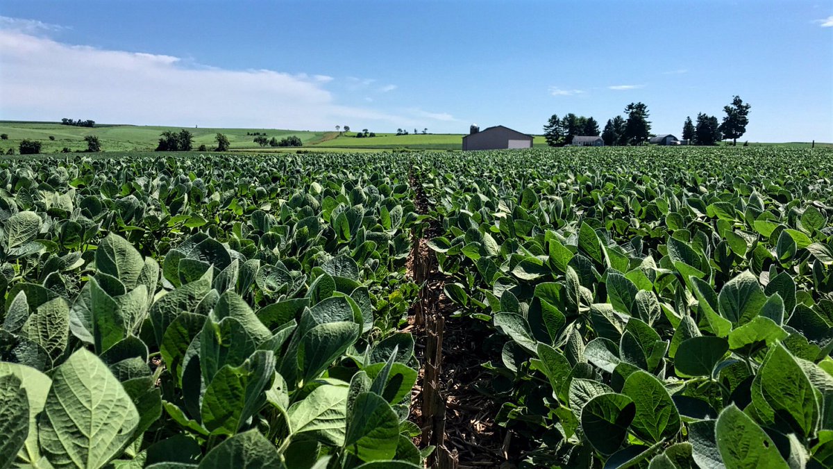 Beans are looking good