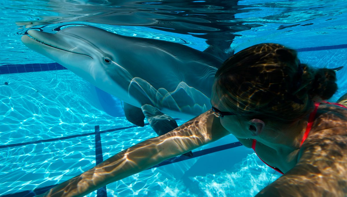 RogerHolzberg's tweet photo. #GIZMODO ARTICLE! Great press on our dolphin initiative!
#InnovationAward #PETA #Dolphins #Whales #Sharks #PlanetaryStewardship #EdgeInnovations #OneWorldOcean #Seaworld https://t.co/aYGn9qH9hw https://t.co/Y7rwtnKF03