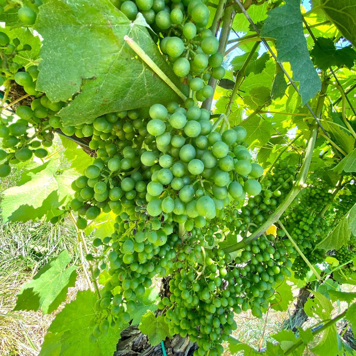 CrossKeysWines's tweet photo. Blue skies and a great view from the vines! 👀🍷😍📸 Pictured is our Petit Verdot!

#wine #vawine #petitverdot #vineyard #landscapephotography #mountains #blueskies #virginia https://t.co/4vXGG7Az0Y
