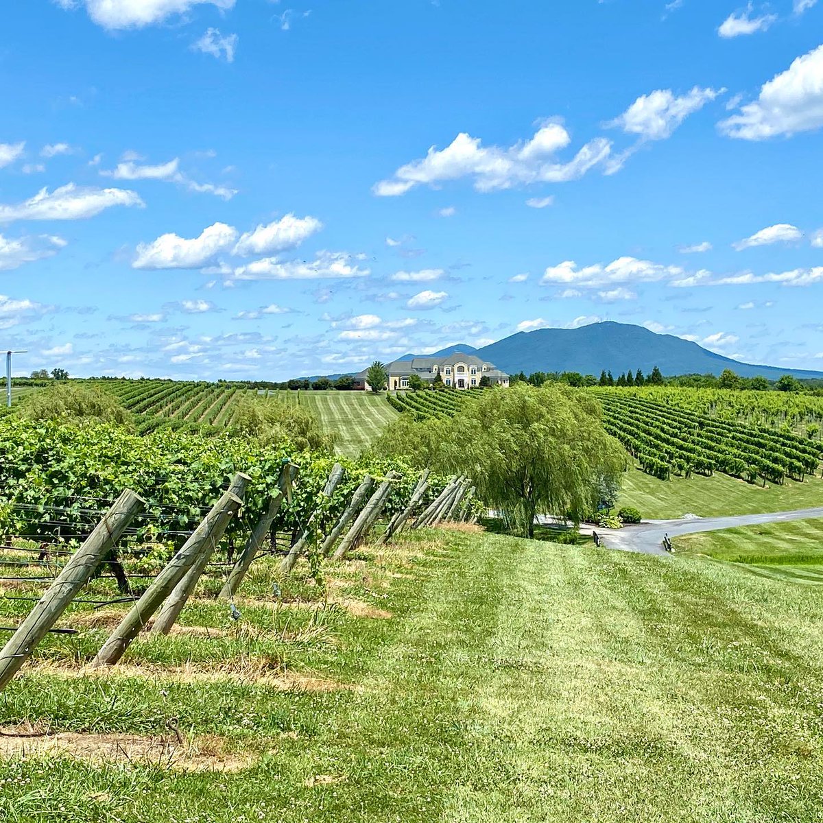 CrossKeysWines's tweet photo. Blue skies and a great view from the vines! 👀🍷😍📸 Pictured is our Petit Verdot!

#wine #vawine #petitverdot #vineyard #landscapephotography #mountains #blueskies #virginia https://t.co/4vXGG7Az0Y
