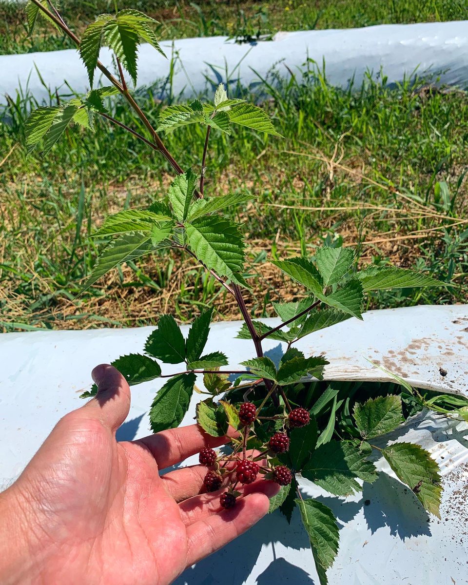 uaig_ua's tweet photo. Newly planted one year old blackberry plants, just for you!

#blackberry #blueberry #raspberry #strawberry #strawberries #plants #harvesting #advancedtechniques #blackberryfields #agriculture #agricultureproduction #farming #agricultureprocessing #foodmanufacturing https://t.co/GjNapasaIE