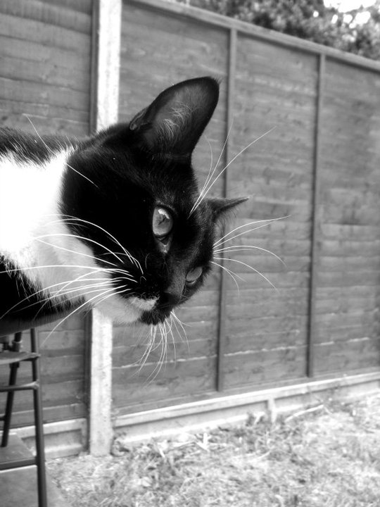 BKOH4062's tweet photo. My stunning, beautiful, loving boy.
๐พ๐บ๐พ
#Caturday
#JaniBear
#Spudface
#FurBaby
#CatMom
#Love
๐๐๐ https://t.co/GSiuHiIqjo