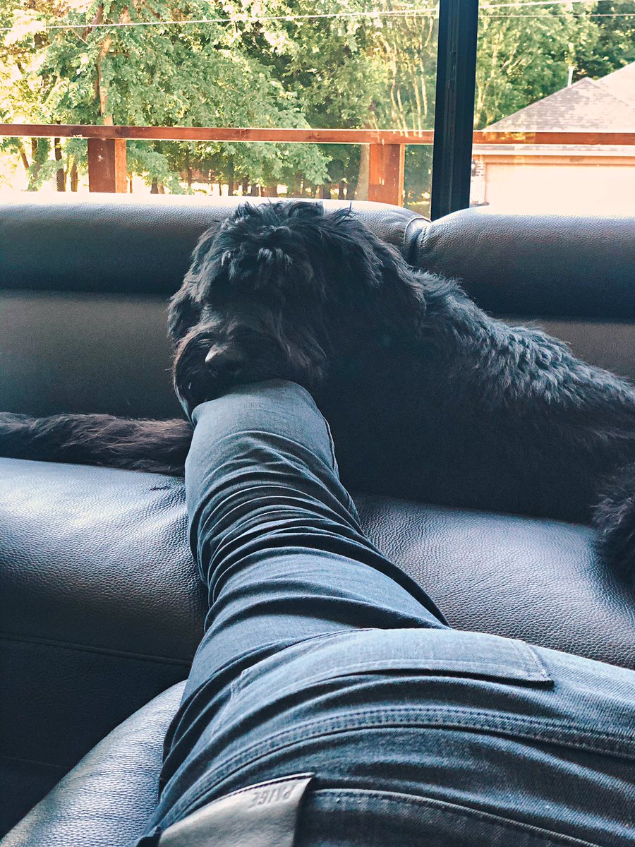 poppyips's tweet photo. 🥳 Happy 2nd Birthday to Okina!!!! 🎂

Queen of our hearts 💘
Protector of the yard 🌳
Slayer of frisbees 🥏 
Always on your side 🐕‍🦺 *literally!
Cuddle stealer 🐶
We love you!! 😘

#BirthdayDog #GiantSchnauzer #GiantSchnauzersOfInstagram #Schnauzer #Okina #GiantDogs #OklahomaDogs https://t.co/FkiAgSEm3W