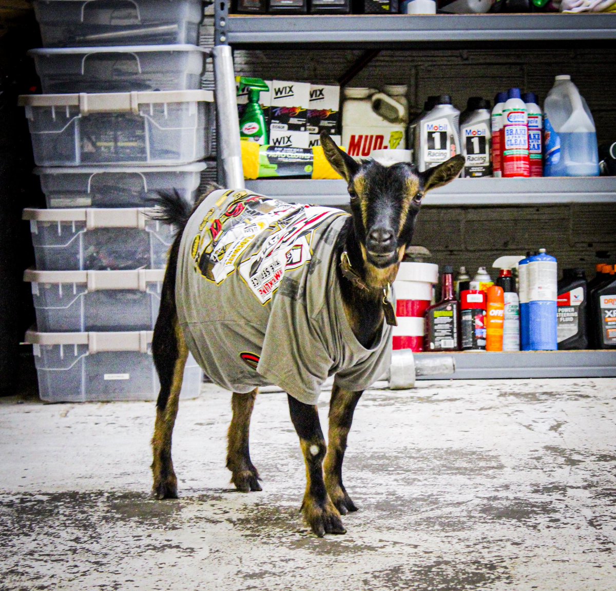 JamieBall4W's tweet photo. We have βkidsβ shirts!
Stop down to the trailer tonight after the races @knoxvilleraces and see Eazy G! She will be there showing off her new #WLM5J t shirt!
π https://t.co/iwXLkHwQXs