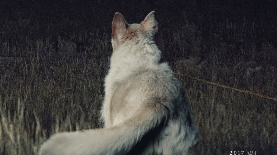 LostInFilm's tweet photo. A24 likes animals https://t.co/6Djrp31Btz