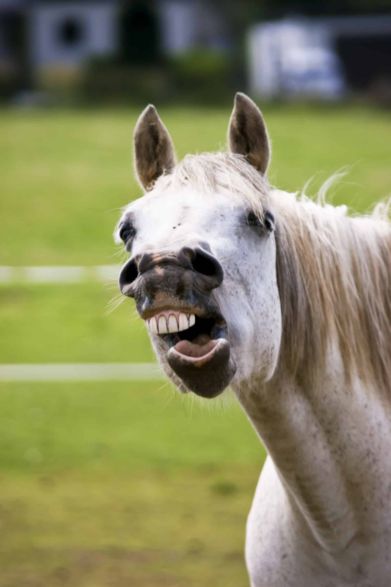 horse / donkey Cebras, Animales, Caballos