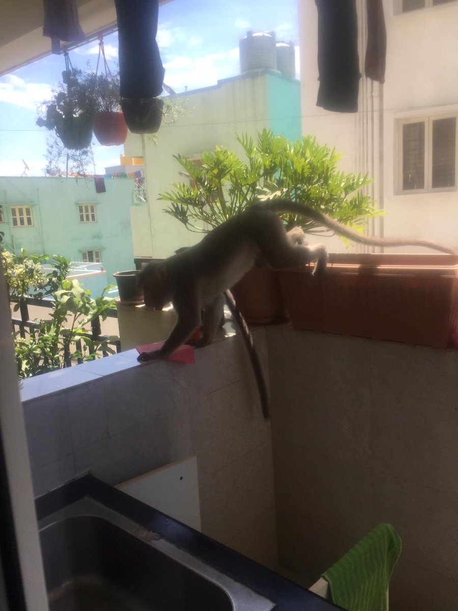 sonusauji's tweet photo. This is one of the balcony monkey entering https://t.co/oKoJNHaenZ