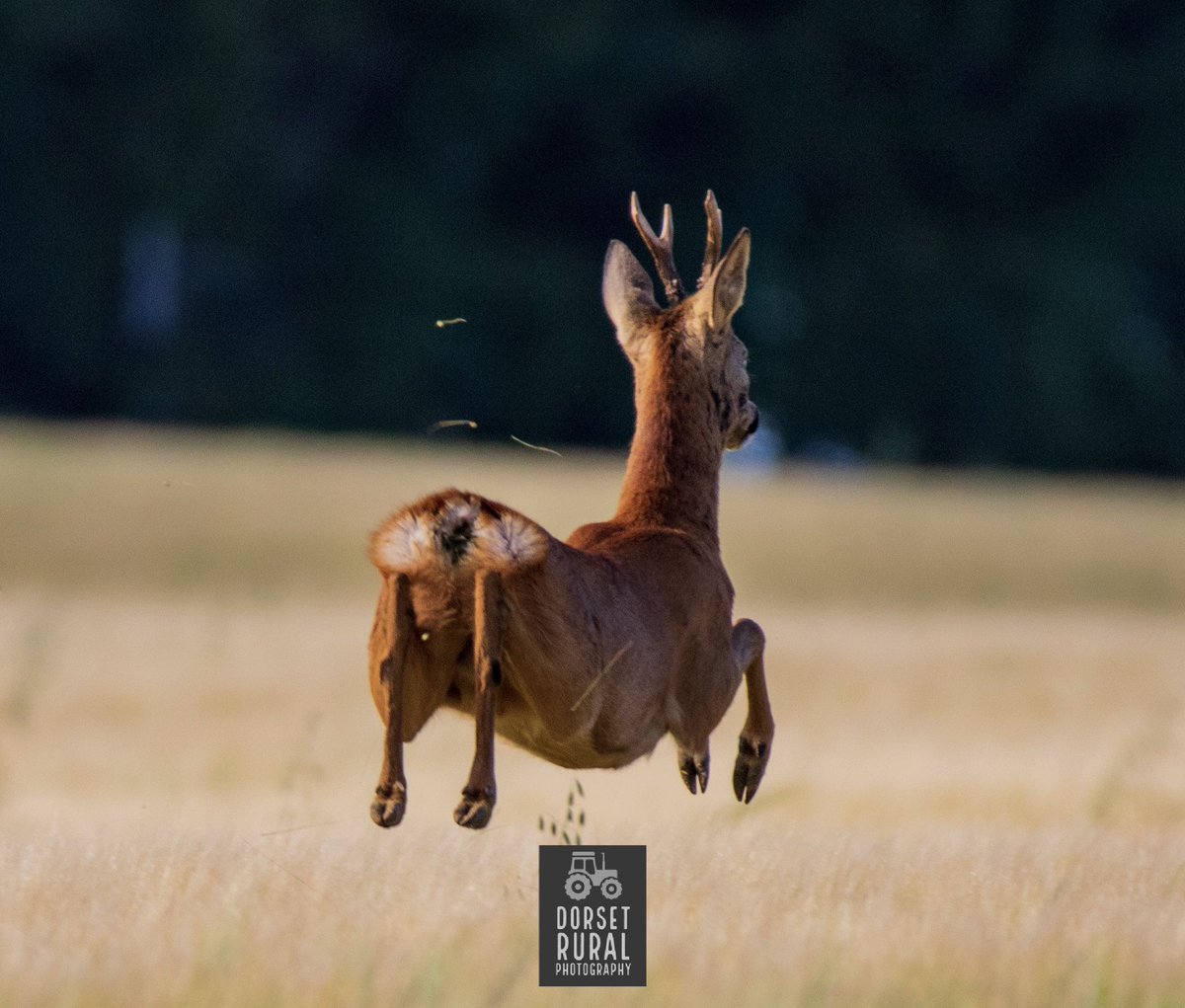 DorsetRuralPhto's tweet photo. Jumping Roe Buck! Froze in time! #roedeer #roedeerbuck #jumping #jumpingdeer #roebuck #bds #flyingdeer #britishdeer #flyinggrass #britishdeersociety #wildlife #dorset #northdorset #wildlifephotography #wildlife #antlers #deer #uk #dorsetcountryside https://t.co/aAGH29Zxkd