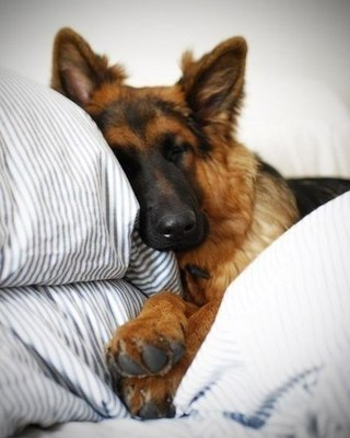Dogkora1's tweet photo. Sleeping time 
😍❤️ ⠀⠀⠀⠀⠀
Visit :https://t.co/e6fOctRoCn⠀⠀⠀⠀⠀
⠀⠀⠀⠀⠀
 #labradorretriever #goldenretriever #doglover #worlddog #gsd 
#dogpuppy #lab  #pug #puppy #germanshepherd #mypet   #cutedogs #beagle #animallife #animal #rotweiler  #husky https://t.co/DY9IeRF9Sh