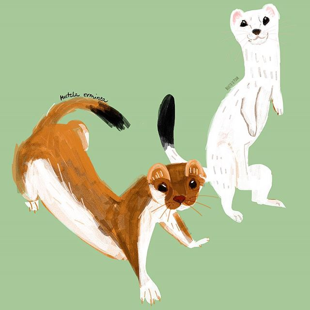 InkAndClaw's tweet photo. Summer stoat and winter ermine, by @BeletteLePink #StoatSaturday https://t.co/xRIL6wt8YV https://t.co/Y2hUABPF0b