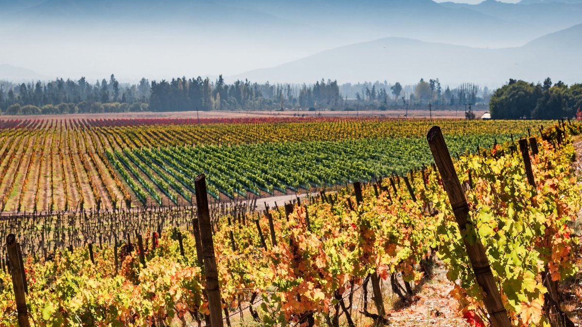 Pasión por la cultura de nuestra tierra | Passion for the culture of our land. #vinaharasdepirque #maipoandesvalley #organicwines #memories