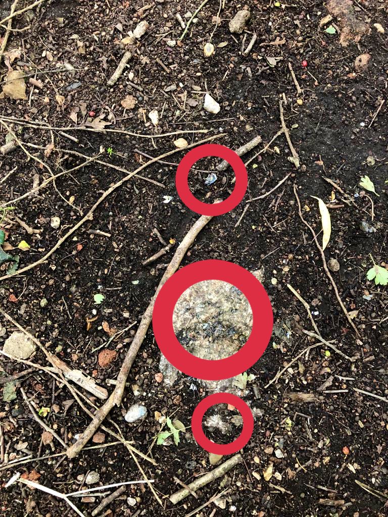 Well...

Someone’s had a SMASHING time!!

But who???
#NatureDetective