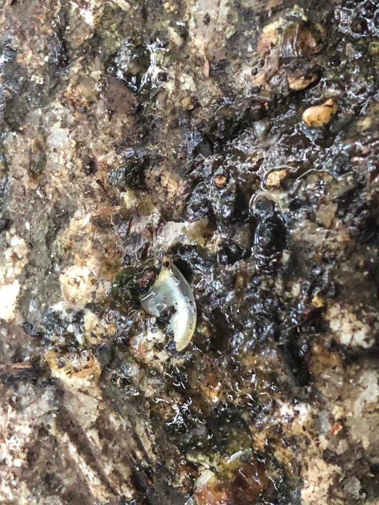 Nature Ninja tweet media