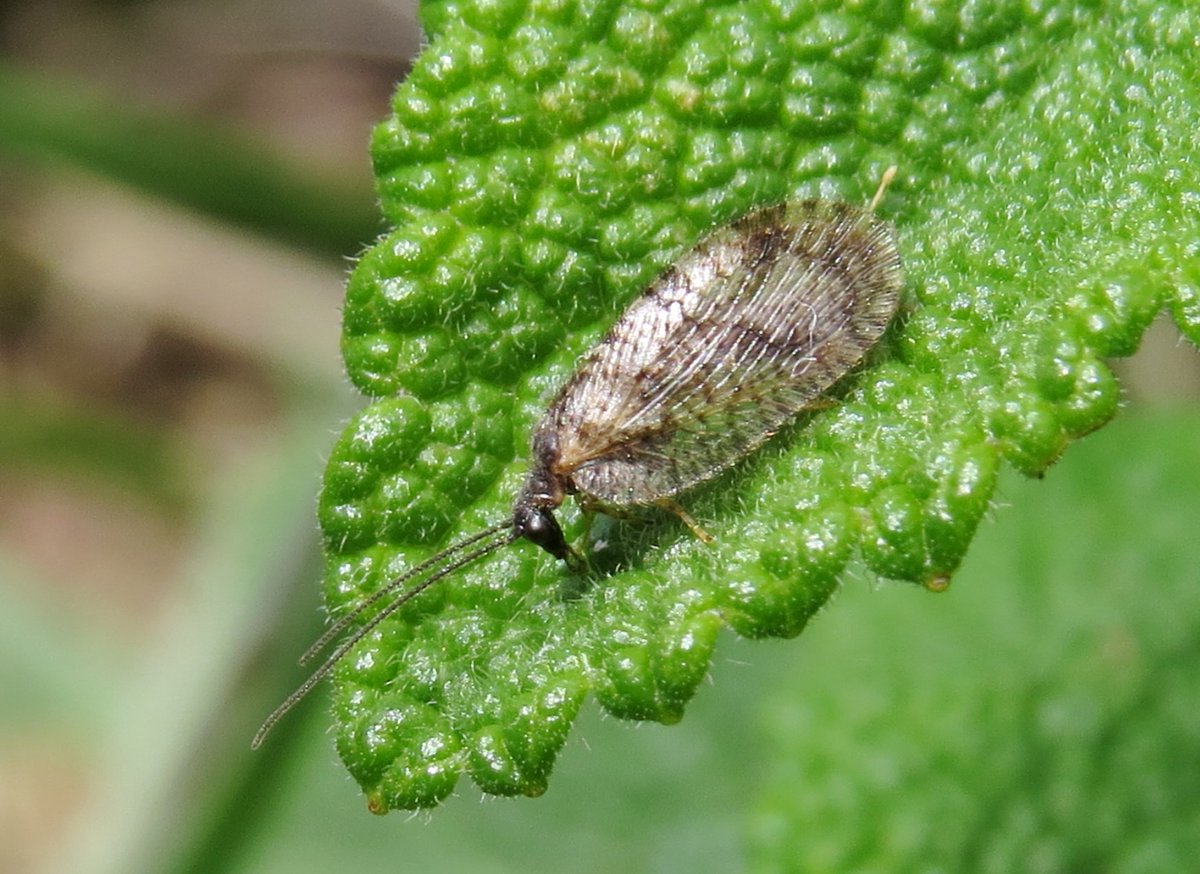 trailerbythesea's tweet photo. Another survey day and another new hectad for the enigmatic #BorderedBrownLacewing along the gorgeous #Aberdeenshire coast - all under the eye(s) of some #BottlenoseDolphins @BuglifeScotland @Buzz_dont_tweet. Thanks to the OH, Nick Littlewood, for the steady hand and the pics! https://t.co/o7wtBu5sRK