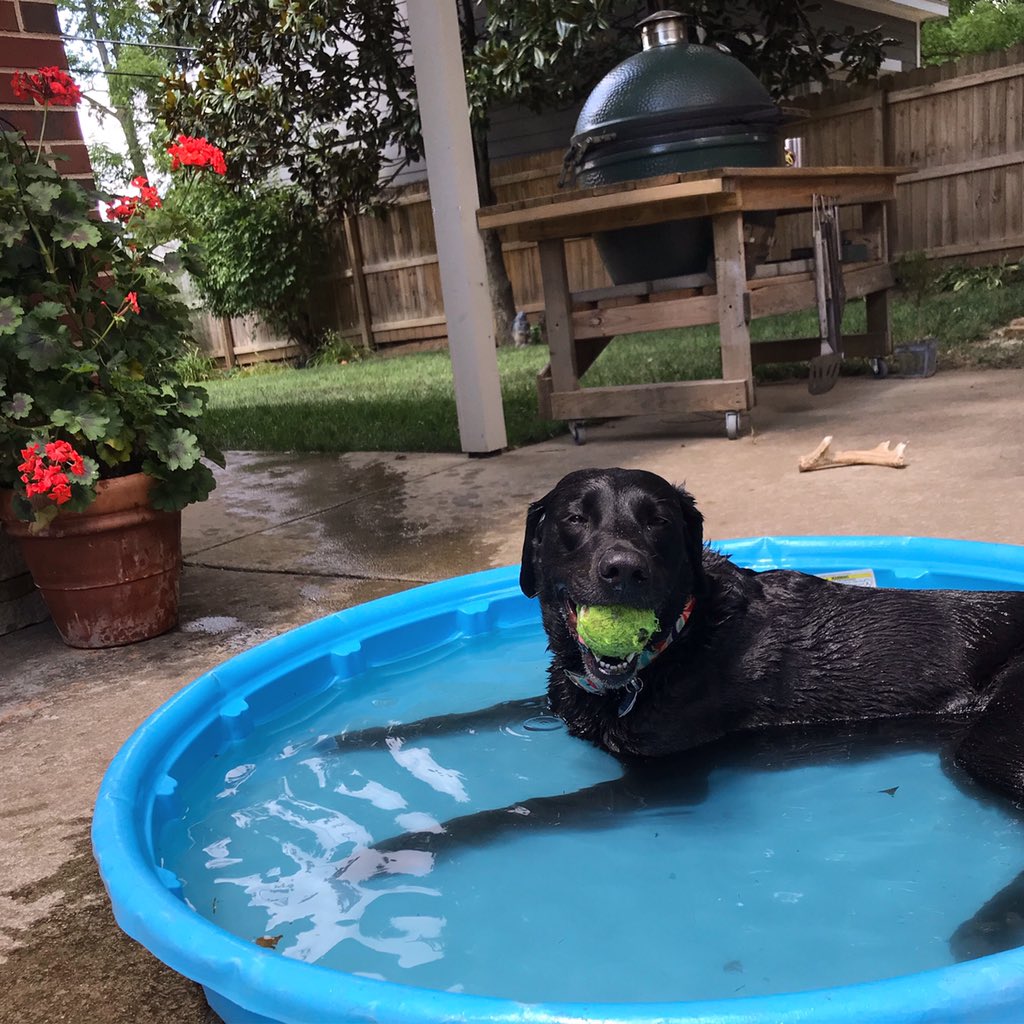 molby63's tweet photo. Saturday’s are for the girls! 
🐾🐾 https://t.co/sDFtW76g1b