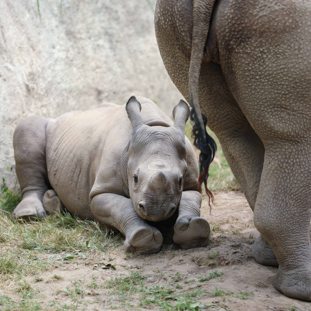 potterparkzoo's tweet image. Is it just us, or is everything Jaali does adorable? 

It doesn't matter if he's napping or being a tough little rhino and throwing dirt around - Jaali absolutely fills our hearts! ❤️