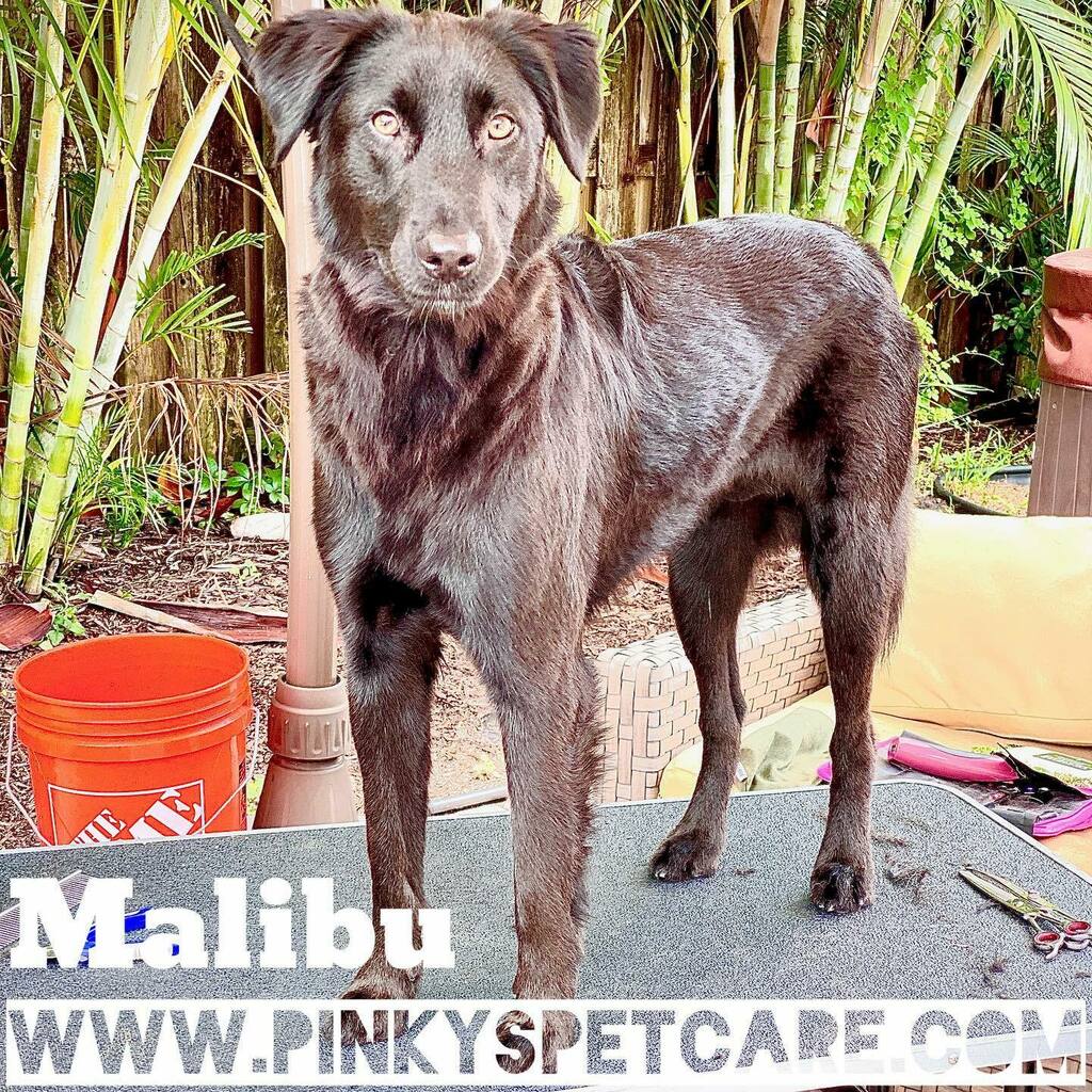 Pinkyspetcare tweet picture