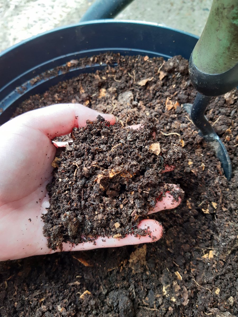 MJayne_21's tweet photo. Saw c.14 long tailed tits & 2 blue tits whilst out in the garden today & enjoyed watching the bees & pollinators buzz from one flower to another 🐝.
Also been potting some tomato seedlings with some gorgeous home made compost.
#MyDailyThankYou #JoyInSummer #HomeMadeCompost https://t.co/6muifgNseR