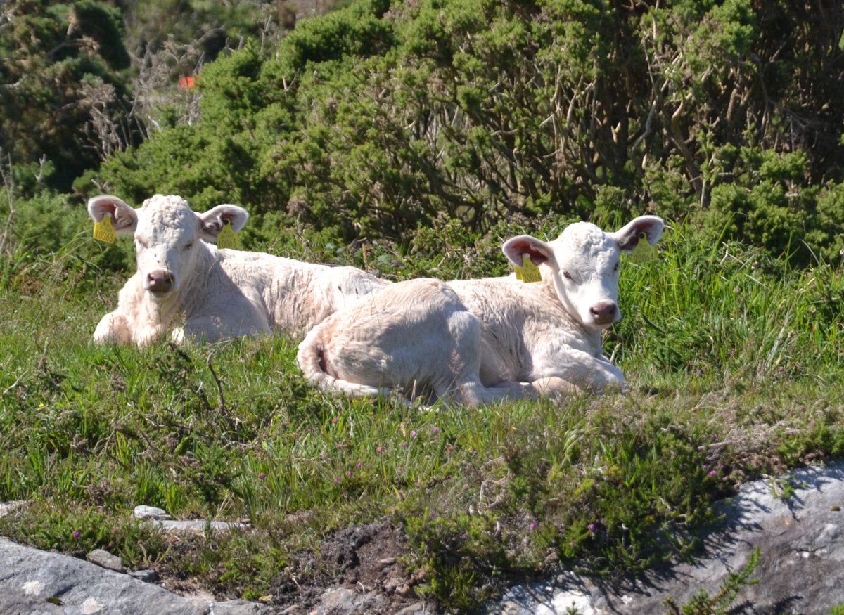 We can see you...enjoying the summer sunshine...#newcalves...