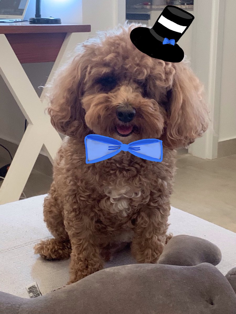 tenileduarte's tweet photo. My baby dog! 🐩#ADE2020 https://t.co/mvIeZAZjlg