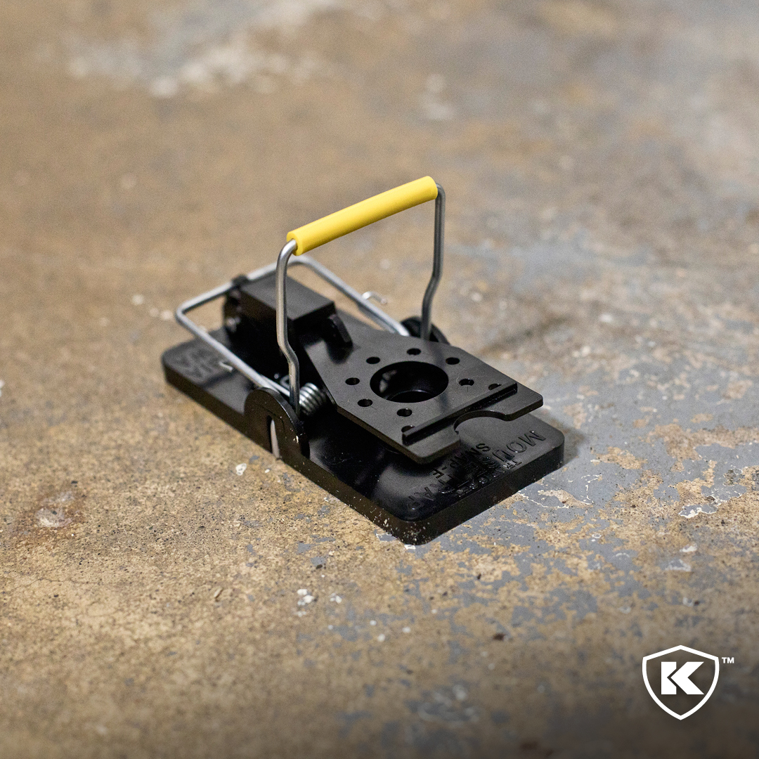 knesspestdefens's tweet photo. In four steps, your rat infestation could be eliminated. For more information on the Big Snap-E® Rat Trap, visit » https://t.co/kifz04YH4w
-
-
#Kness #KnessPestDefense #YourBestDefense #rats #rat #ratproblems #rodents #ratrap #rattrapping #rattrapper #pestcontrol https://t.co/AFtqyeiBVn