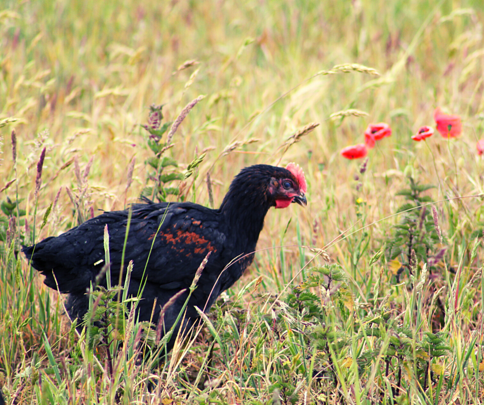You cannot get much more relaxed than a TNP Free Range Chicken.
#freerangechickens #Chicken #Norfolk #poultry