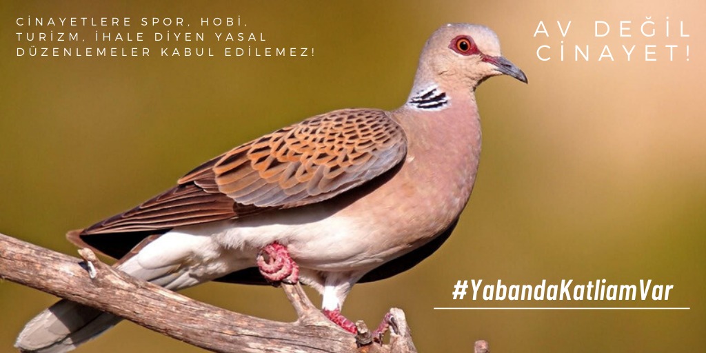 Spor, turizm, hobi, av adı altında hayvanların yaşam hakkını gasp eden uygulamalar son bulsun.

AV DEĞİL CİNAYET!
#YabandaKatliamVar