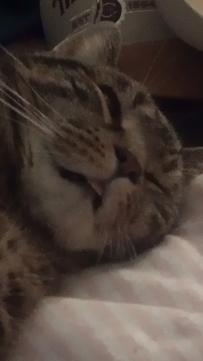 jimmytheelf1's tweet photo. I looked at the bottom of my bed and saw. Him https://t.co/Jpni1LWRrw