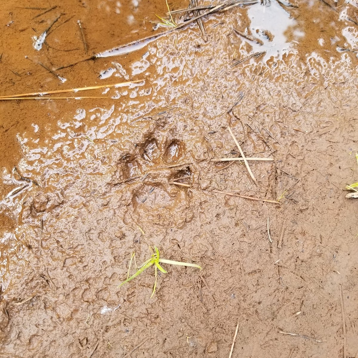 atThornhollow's tweet photo. Fresh woof.
.
#wolf #wolftrack #wolftracks #coyote #wildlife #wildlifephotography #wildlifeofinstagram #wildlifetracking #nature #hikeoregon #hikingadventures #stopandlookaround #exploreoutdoors #hiking #pnw #pacificnorthwest #easternoregon #pnwphotography #pnwadventures #oregon https://t.co/mvOLUoNBXe
