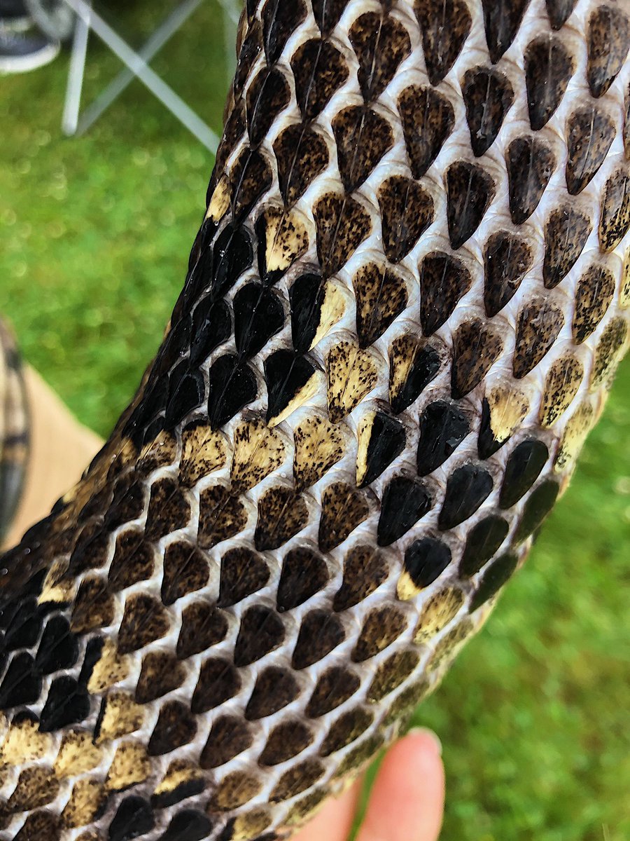 Teah M. Evers tweet media