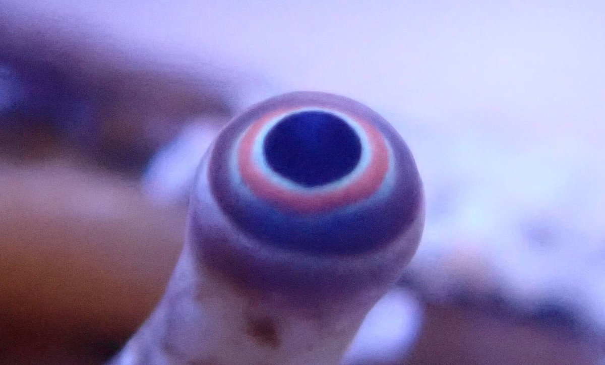 いおワールドかごしま水族館 公式 正解は マガキガイ の目でした 砂をかき回してお掃除してくれるので 飼育員はとても助かります イモガイの目にも似ていますが ヒントを縦に読むと答えになります 気づいてくれたかな 生きものクイズ