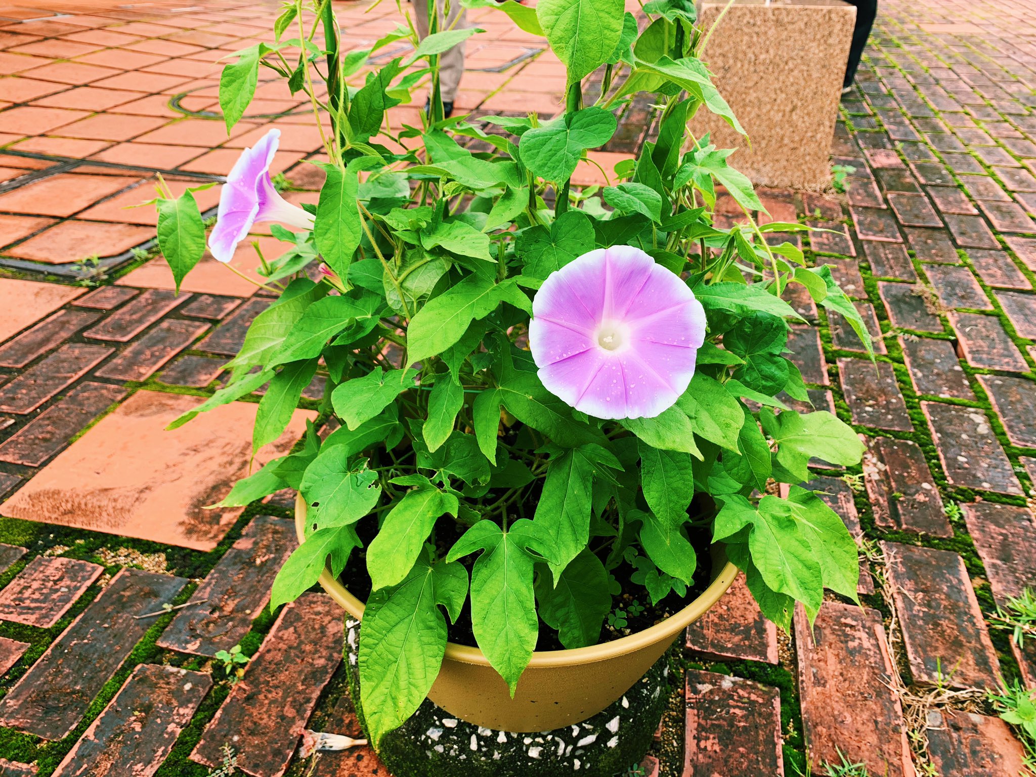 蕣 Twitter Search Twitter