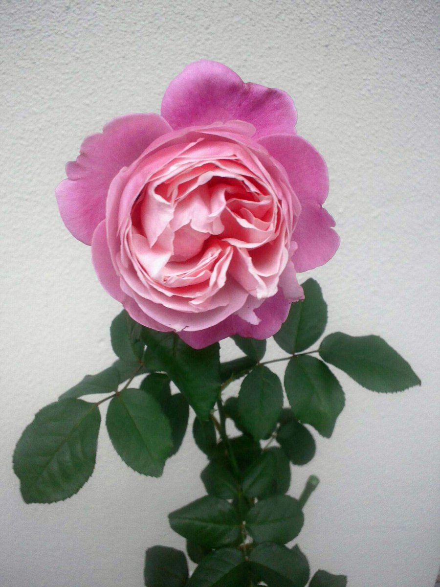 elmo3310omle's tweet photo. 渡辺美里さま @misato_official お誕生日おめでとうございます。
今は「harvest」で予習復習の日々です。
ライブで楽しめる日を楽しみにしてます。
#渡辺美里 #harvest #herbest #35周年 #蟹座 ♋ #livelovelife https://t.co/rMJ01l6MSG