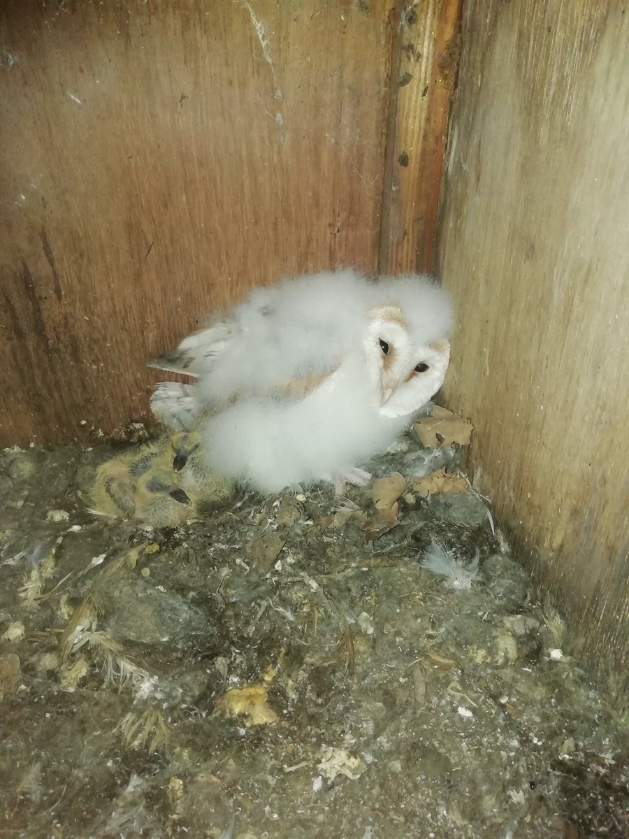 Odd one today, checked an owl box on 13/06 and found small single chick plus one dead one, went back today to ring the youngster and now found the box to also contain 2 Stock Dove chicks🤔