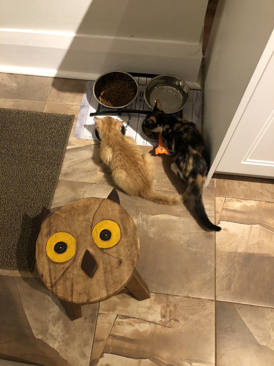 Josh Matlow tweet media