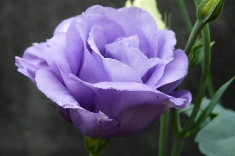 トルコキキョウのtwitterイラスト検索結果 古い順