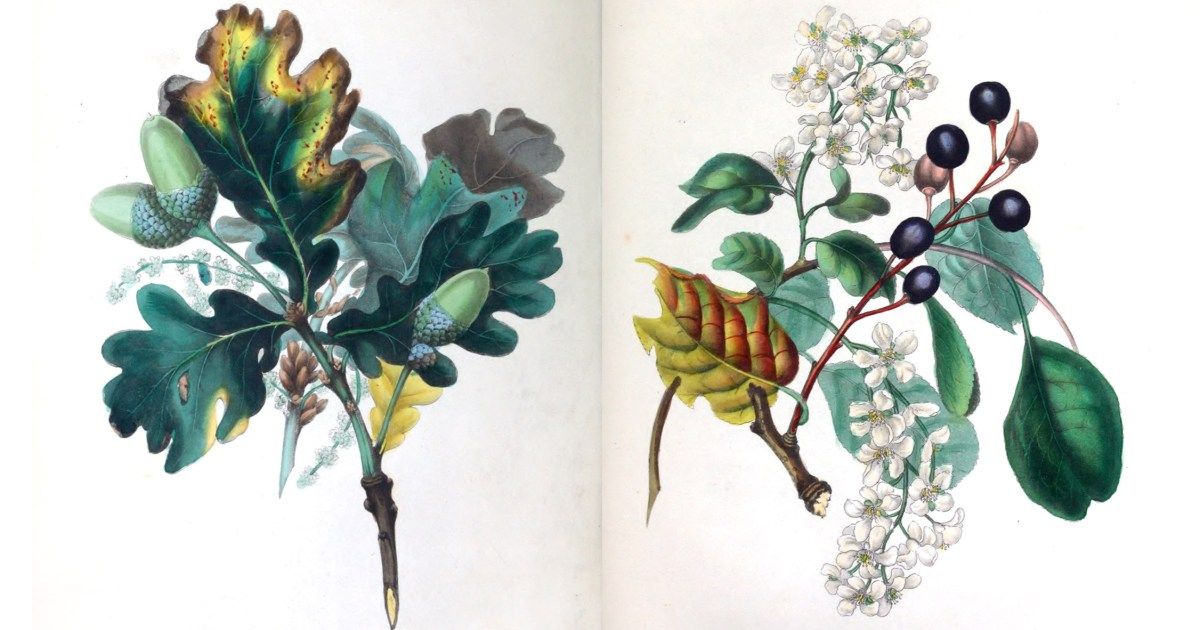The Spirit of the Woods – poet and painter Rebecca Hey's gorgeous 19th-century illustrations from the world's first encyclopedia of native forest trees brainpickings.org/2020/01/06/syl…