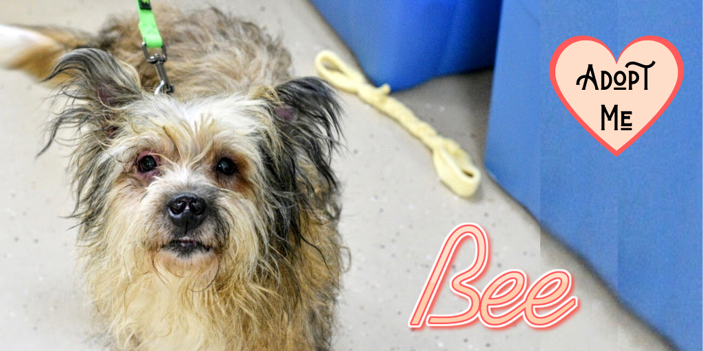ReachRescueInc's tweet photo. #Adoptable #TerrierMix Bee is a happy, lively #FosterDog waiting patiently to find her forever family.  Read more or #ApplyToAdopt at https://t.co/hqPGPBf2gP

#AdoptDontShop #LoveRescueDogs #AdoptMe
#Available4Adoption through #ReachRescue https://t.co/V5Q58xiyRj
