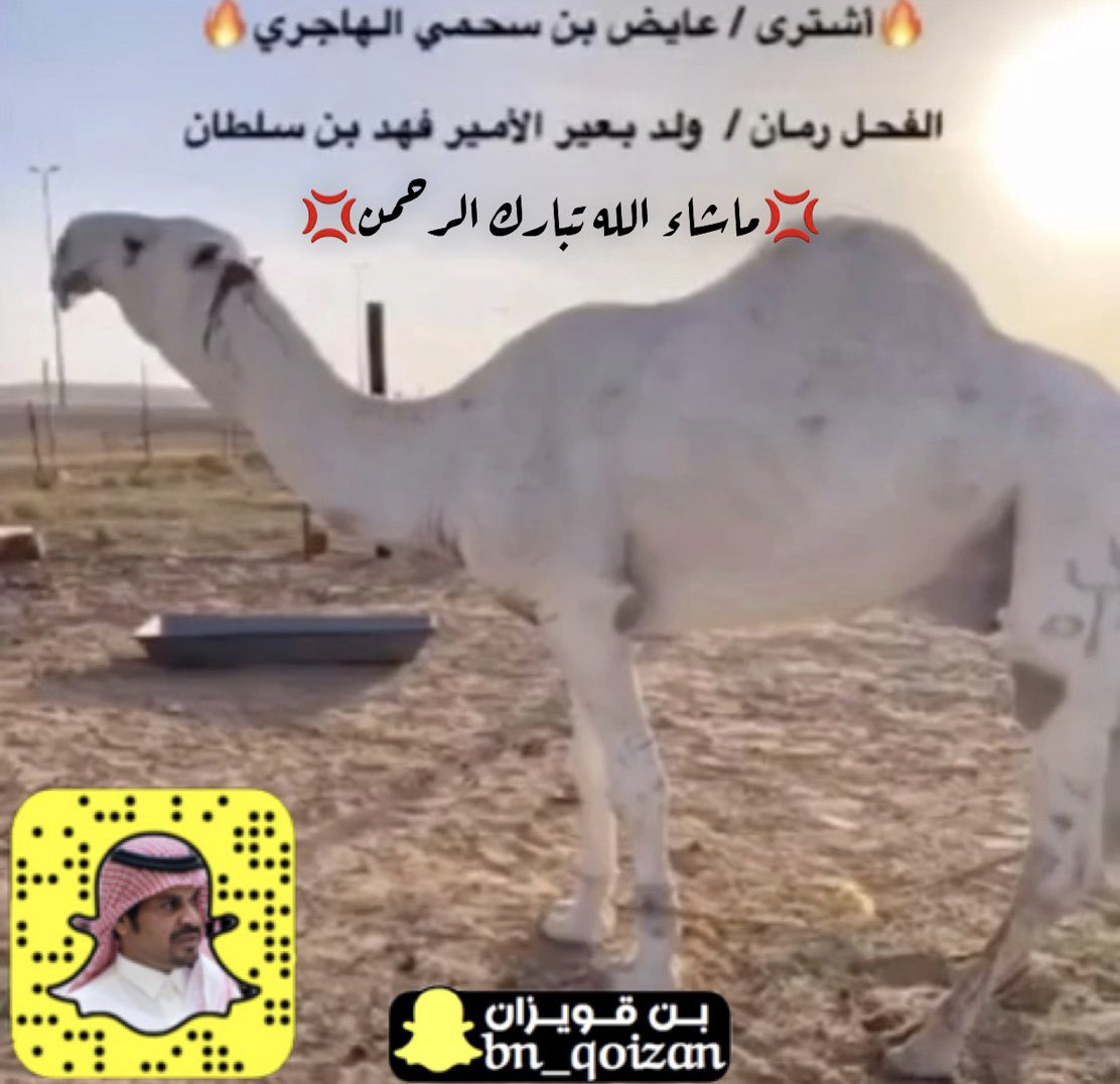 مسعود سعود بن قويزان tweet media