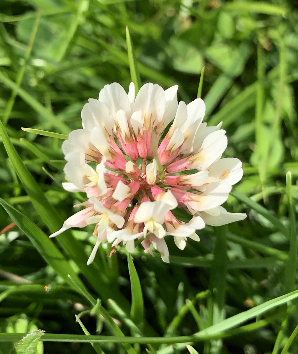 BackFarming's tweet image. Some lovely colour in the fields from the clover flowers #beefood