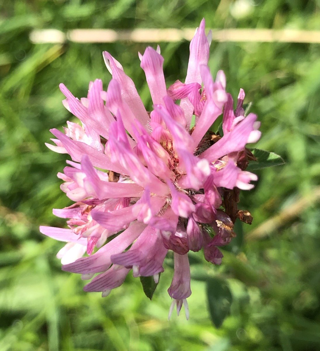 BackFarming's tweet image. Some lovely colour in the fields from the clover flowers #beefood