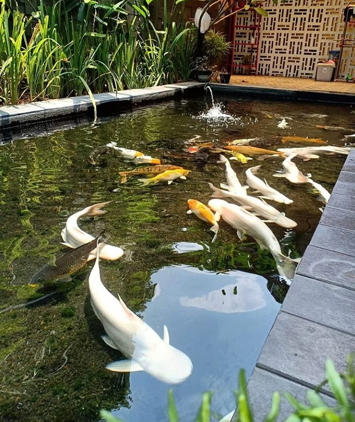 Tropical fish clearance pond