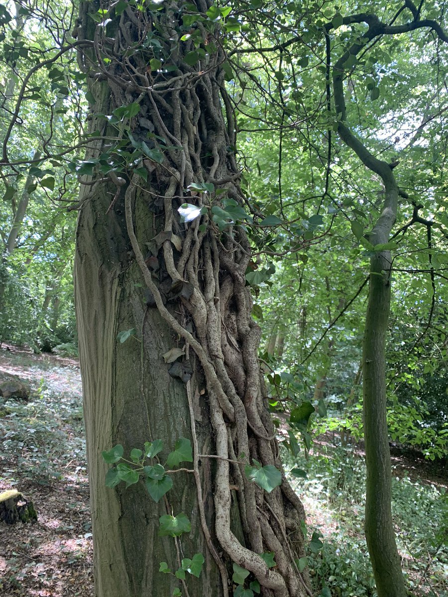 EMichaelsWrites's tweet photo. I went on some lovely plot walks this week! So peaceful! https://t.co/kNFeAJ0c9P