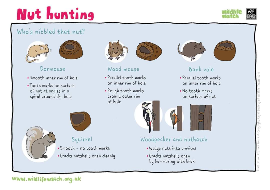 auntyemily's tweet photo. @sama_jones @littledoorbooks @GiuliaCregut They might like these from the @WildlifeTrusts. But not until after they've read the story - it gives the game away a little!! #basedonreallife 🐾🐿🔍 https://t.co/iuPcL6Za4W