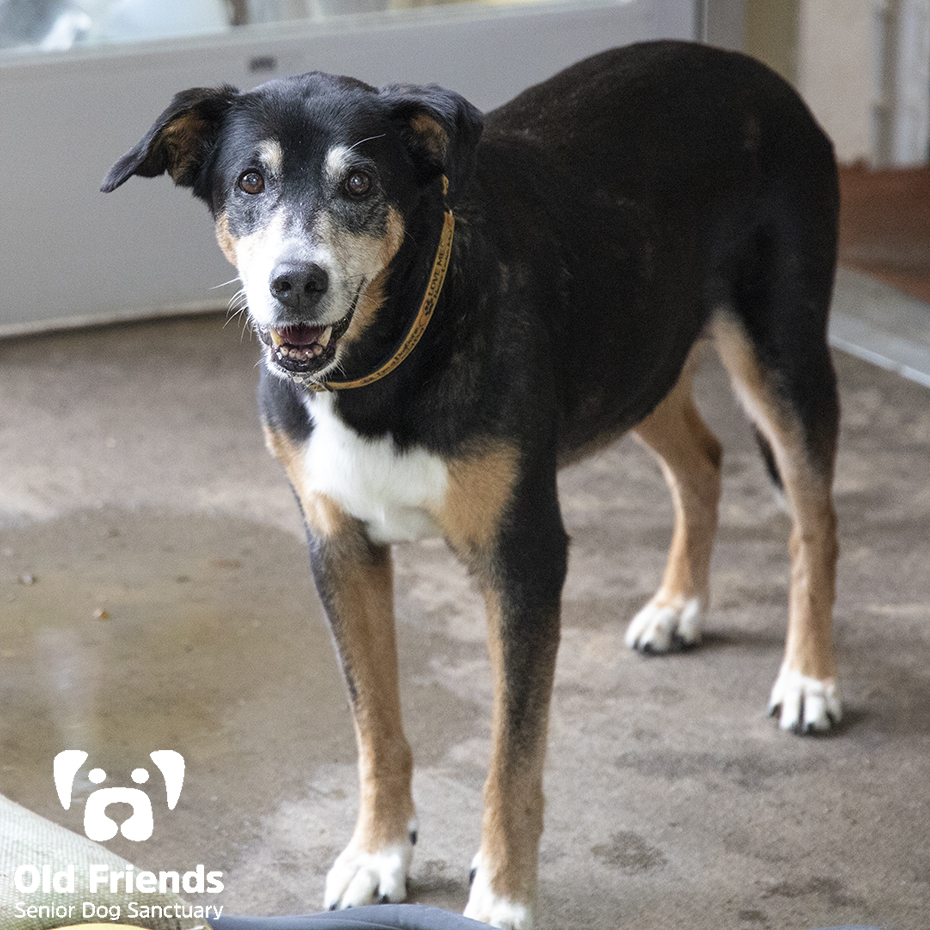 oldfriendssds's tweet photo. "Hi Everyone. Welcome! Did you bring cookies?"- Tippy
#ofsds #ofsdstippy #seniordogs #ofsdsdinnertime https://t.co/aDLT7hUx51