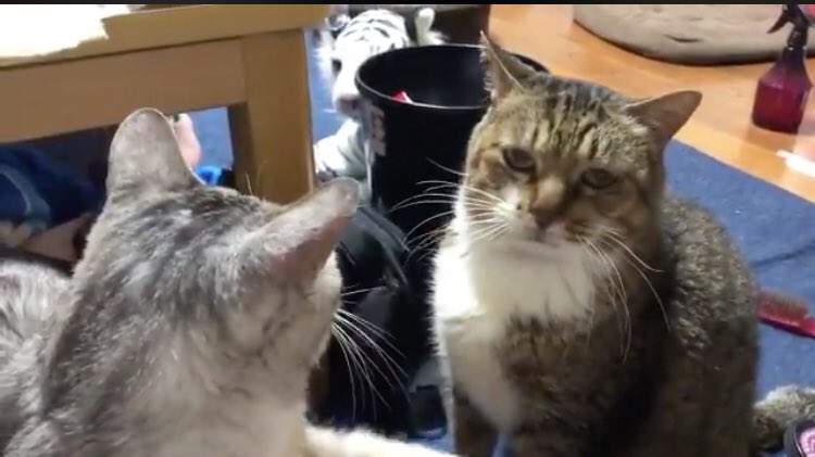 飼い主さんのお膝を独り占めしたい弟猫さんがパンチで牽制 優しい兄猫さんは悟りの表情 飽きるまで身を任せてる Togetter 飼い主さんのお膝を独り占めしたい弟猫さんがパンチで牽制 優しい兄猫さんは悟りの表情 飽きるまで身を任せてる Togetter