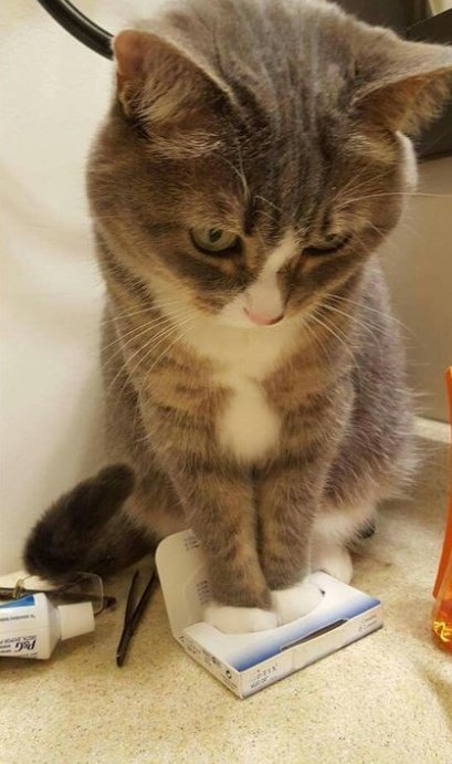 MyCatsYouCats's tweet photo. Una caja es una caja!!! 🐾🐾 https://t.co/FydfwAmmkL
